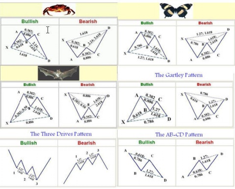 蝴蝶形态理论与图解图片